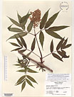 Herbarium sheet image thumbnail