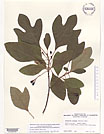 Herbarium sheet image thumbnail