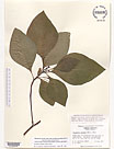 Herbarium sheet image thumbnail