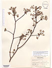Herbarium sheet image thumbnail