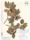 Herbarium sheet image thumbnail