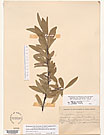 Herbarium sheet image thumbnail