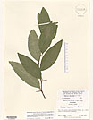 Herbarium sheet image thumbnail