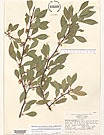 Herbarium sheet image thumbnail