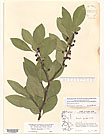 Herbarium sheet image thumbnail