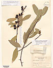 Herbarium sheet image thumbnail