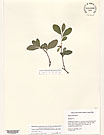 Herbarium sheet image thumbnail