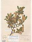 Herbarium sheet image thumbnail