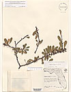 Herbarium sheet image thumbnail