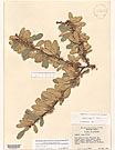 Herbarium sheet image thumbnail