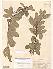 Herbarium sheet image thumbnail