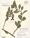 Herbarium sheet image thumbnail