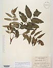 Herbarium sheet image thumbnail