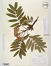 Herbarium sheet image thumbnail