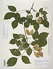 Herbarium sheet image thumbnail