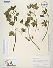 Herbarium sheet image thumbnail
