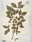 Herbarium sheet image thumbnail