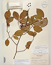 Herbarium sheet image thumbnail