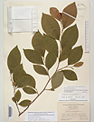 Herbarium sheet image thumbnail