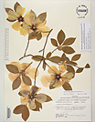 Herbarium sheet image thumbnail