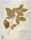 Herbarium sheet image thumbnail