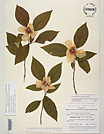 Herbarium sheet image thumbnail