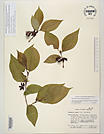 Herbarium sheet image thumbnail