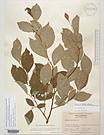 Herbarium sheet image thumbnail
