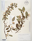 Herbarium sheet image thumbnail