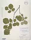 Herbarium sheet image thumbnail