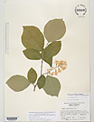 Herbarium sheet image thumbnail