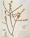 Herbarium sheet image thumbnail