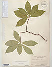 Herbarium sheet image thumbnail