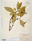 Herbarium sheet image thumbnail