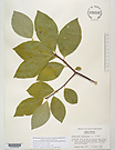 Herbarium sheet image thumbnail