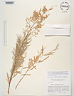 Herbarium sheet image thumbnail