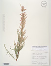 Herbarium sheet image thumbnail