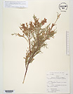 Herbarium sheet image thumbnail