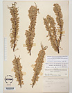 Herbarium sheet image thumbnail
