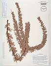 Herbarium sheet image thumbnail