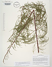 Herbarium sheet image thumbnail