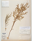 Herbarium sheet image thumbnail