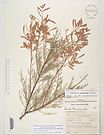 Herbarium sheet image thumbnail
