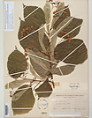 Herbarium sheet image thumbnail