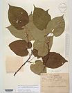 Herbarium sheet image thumbnail
