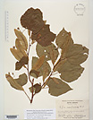 Herbarium sheet image thumbnail