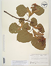 Herbarium sheet image thumbnail