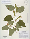 Herbarium sheet image thumbnail