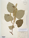 Herbarium sheet image thumbnail