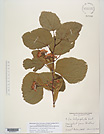 Herbarium sheet image thumbnail